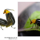 Illustration for article titled Bug Sex Book Sparks Surprising Controversy